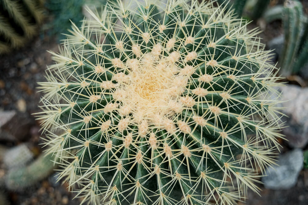 Cactus Family, close-up barrel cactus. thorn cactus texture background