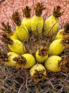 barrel cactus fruit