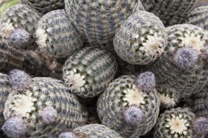 what eats barrel cactus