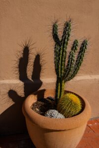 how fast do barrel cactus grow