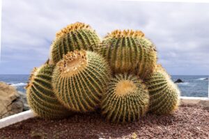 what eats barrel cactus