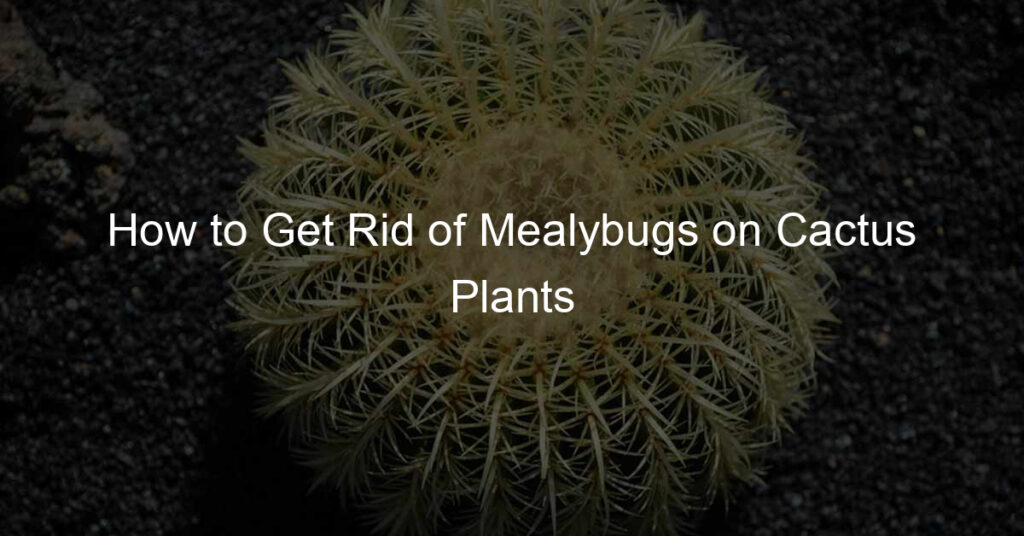 How to Get Rid of Mealybugs on Cactus Plants