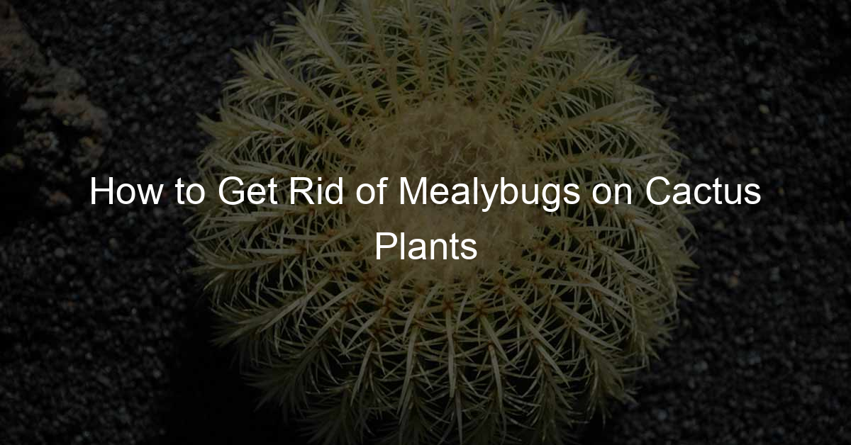 How to Get Rid of Mealybugs on Cactus Plants