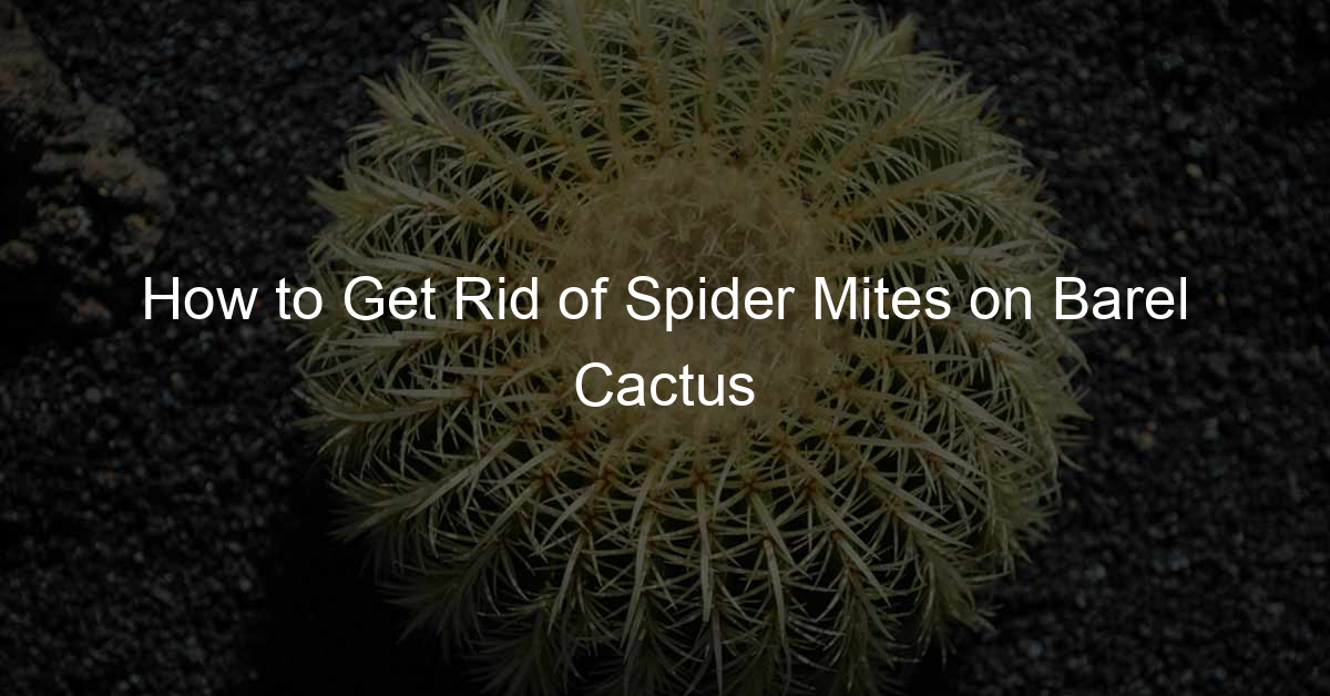 How to Get Rid of Spider Mites on Barel Cactus
