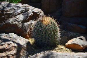 barrel cactus seeds
